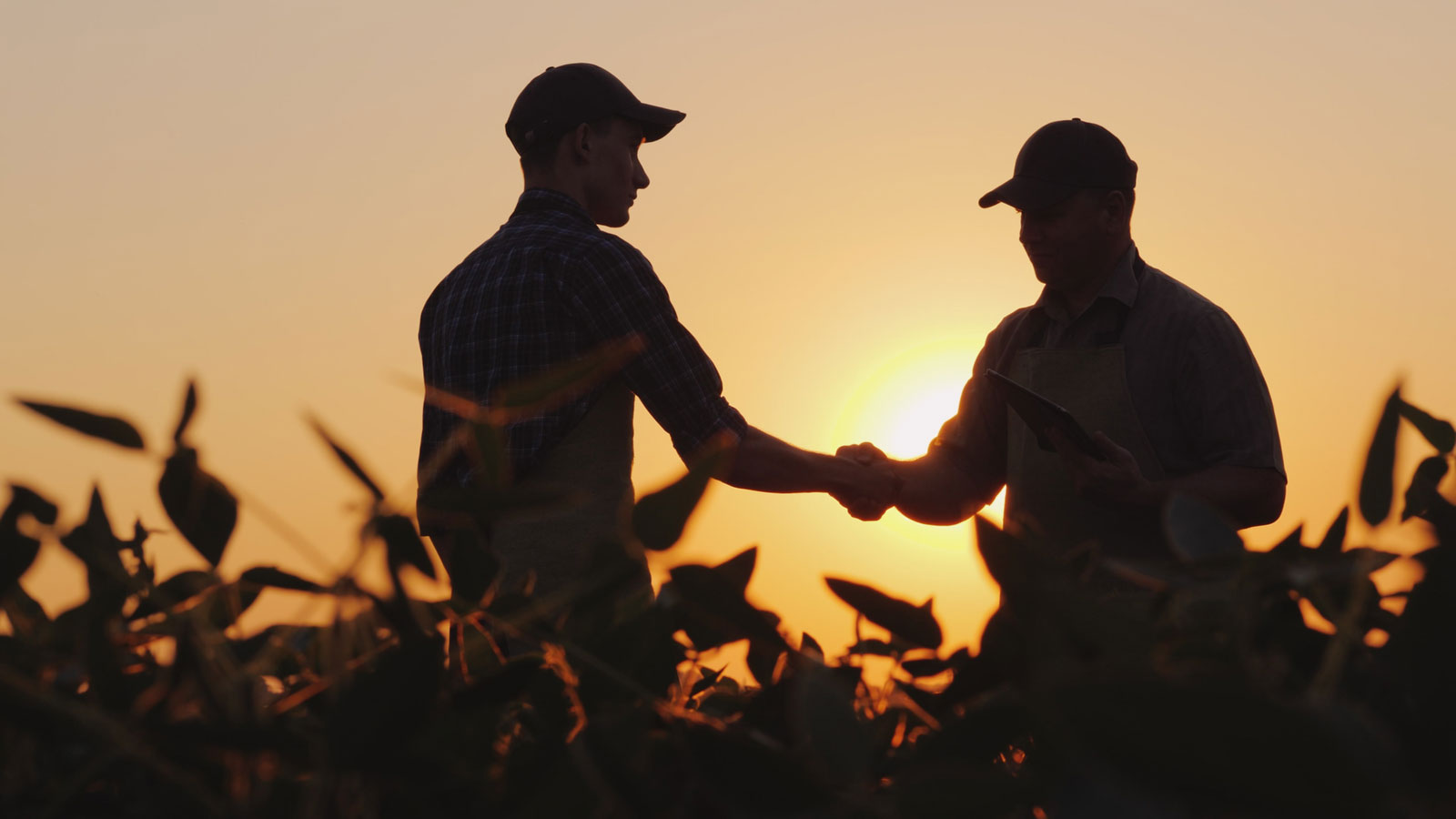 two farmers in a cornfield shaking hands